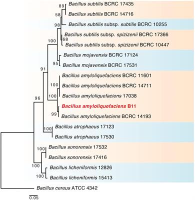 Rhizospheric Bacillus amyloliquefaciens Protects Capsicum annuum cv. Geumsugangsan From Multiple Abiotic Stresses via Multifarious Plant Growth-Promoting Attributes